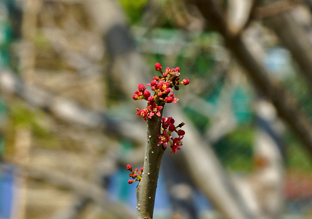 A Spondias purpurea branch with clusters of red flowers