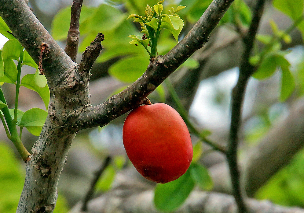 A orange Spondias purpurea fruit on the tree