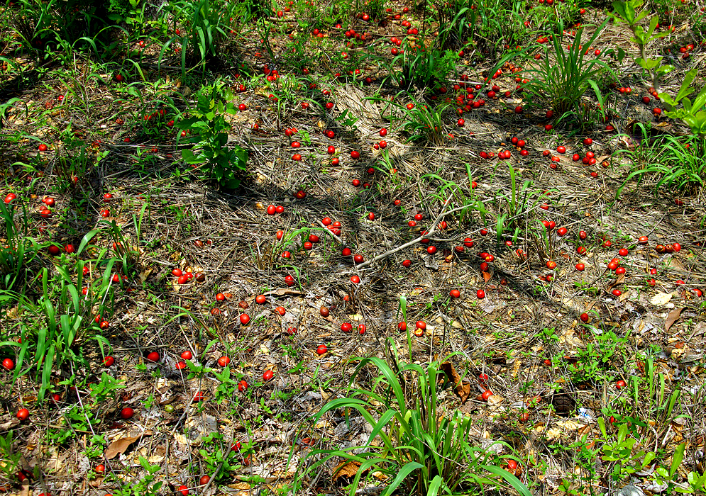 Fallen red Spondias purpurea fruit scattered on the ground 