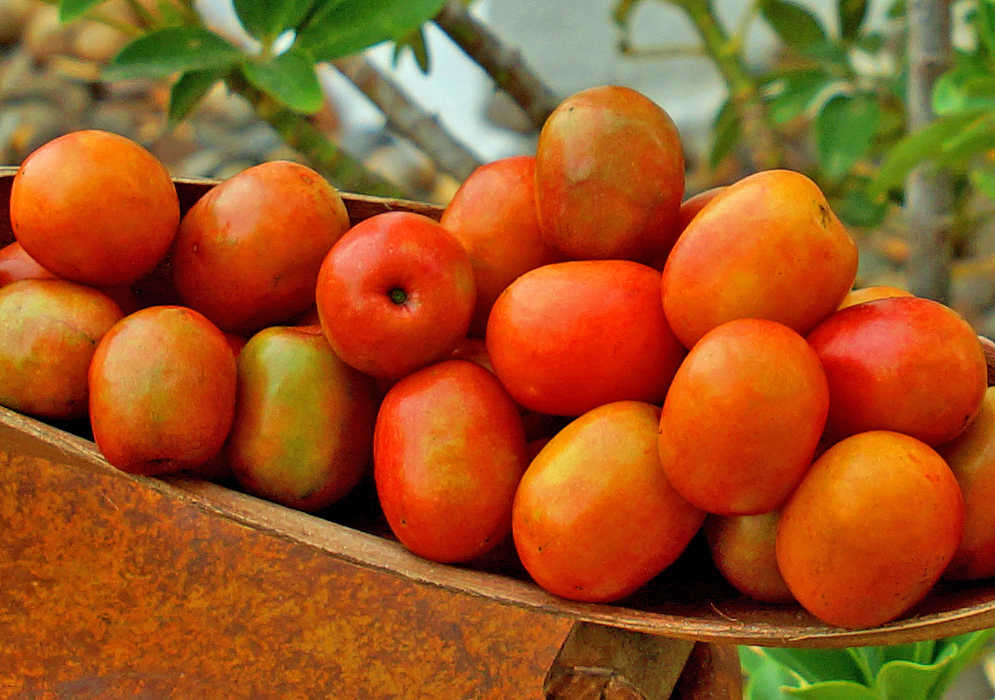 A narrow wooden bowl full of orange Spondias purpurea fruit