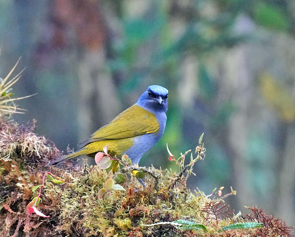 Sporathraupis Cyanocephala A Sporathraupis cyanocephala perched on mossy ground, showing bright blue head and underparts with an olive back and wings