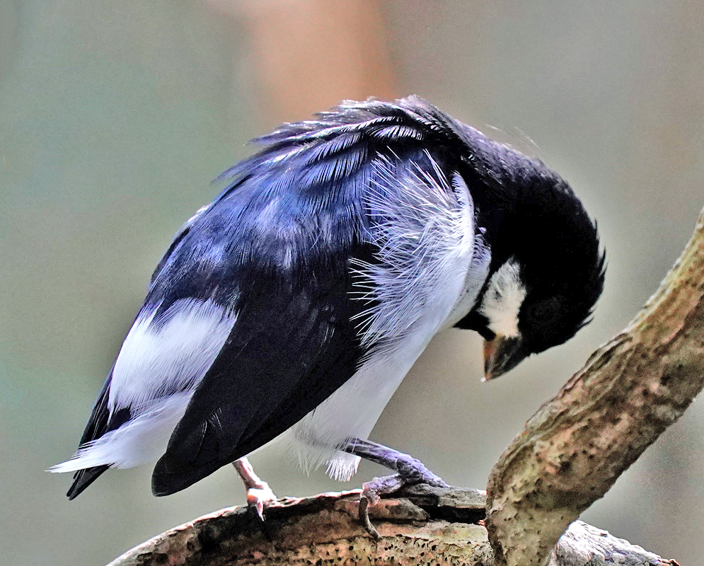 Lesson's Seedeater A Sporophila bouvronides looks downward with feathers puffed, revealing black plumage with bold white wing patches and tail accents