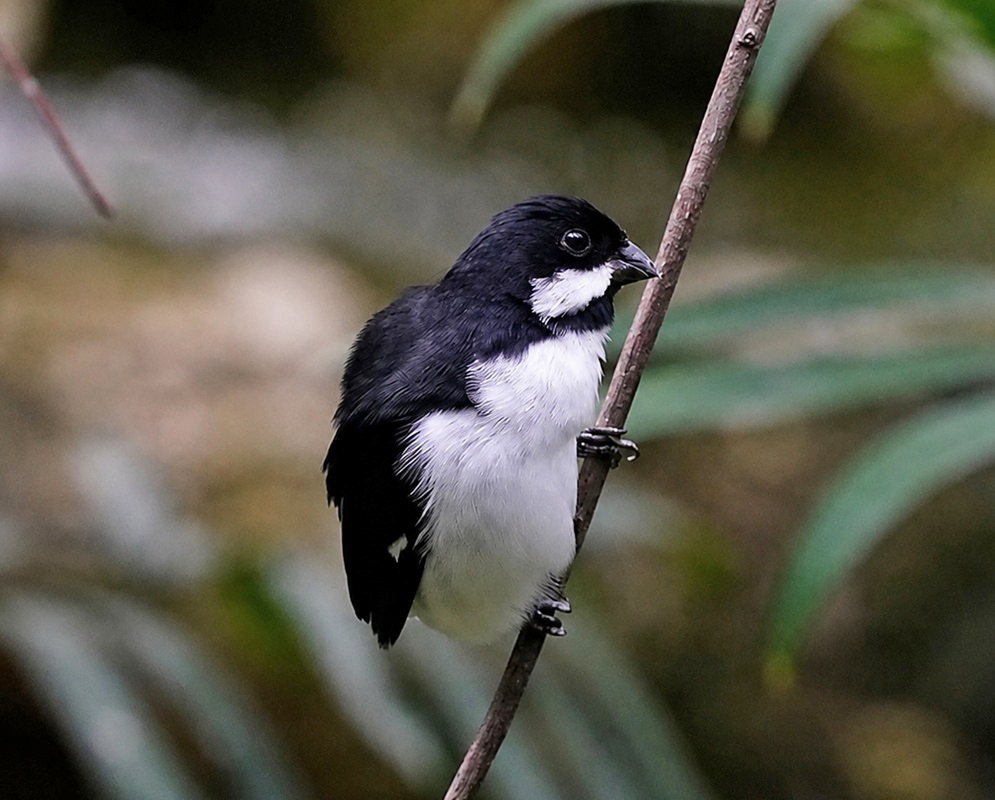 Sporophila bouvronides Perched A Sporophila bouvronides perched with its plumage and characteristic features visible