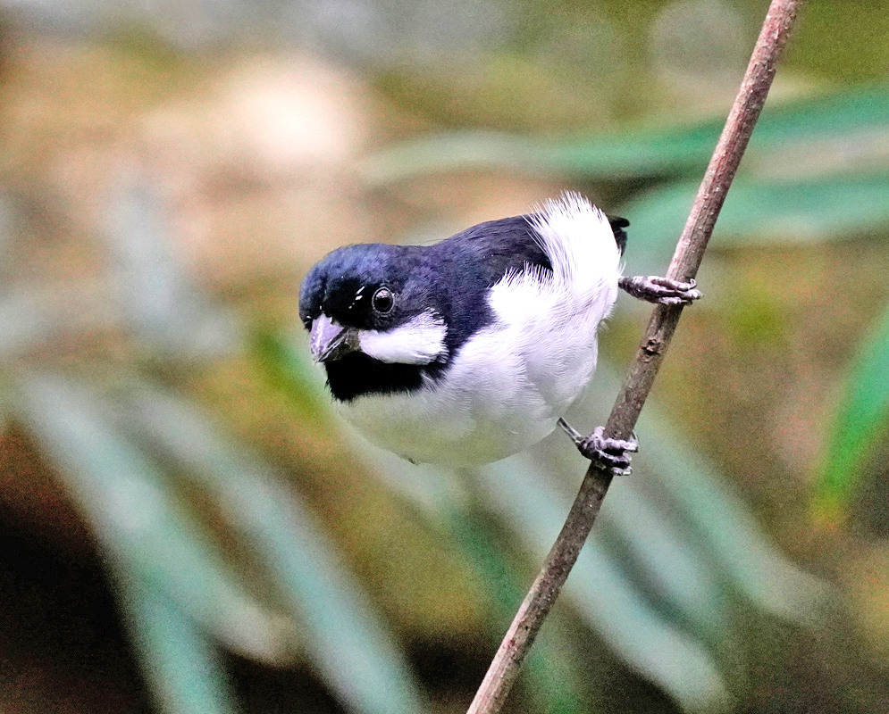 Sporophila Bouvronides A Sporophila bouvronides grips a twig with one foot while facing forward, displaying black and white plumage and a slightly hooked bill