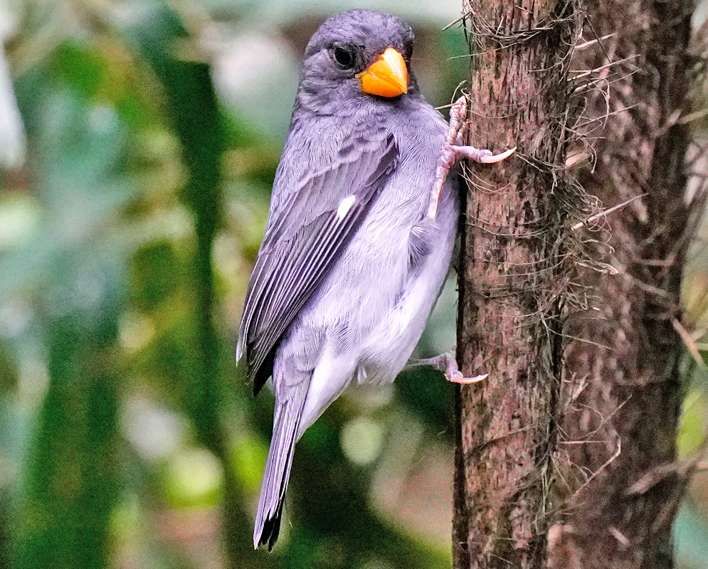 A Sporophila intermedia clings to tree bark vertically, showing grayish body plumage, short wings, and a thick bright orange bill