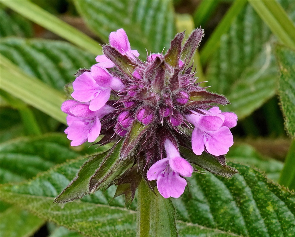 Stachys agraria small two-lipped flowers in spaced whorls along a hairy upright stem
