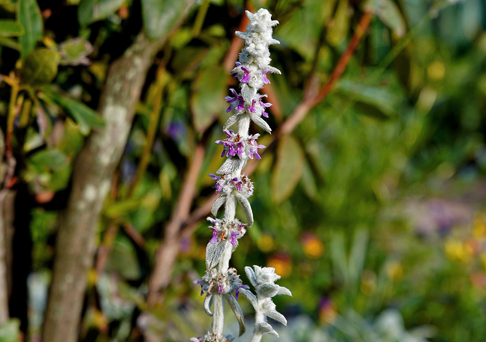 An erect silver-white Stachys byzantina spike with purple flowers in sunlight