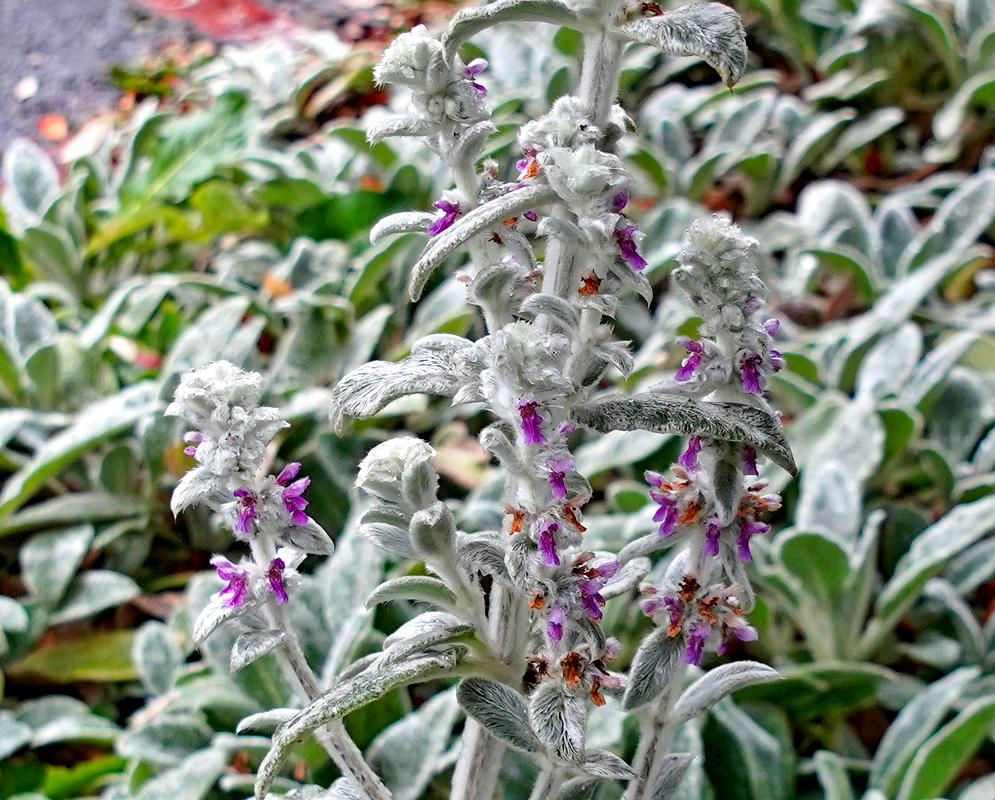 Silver-white Stachys byzantina leaves and stalks with purple flowers