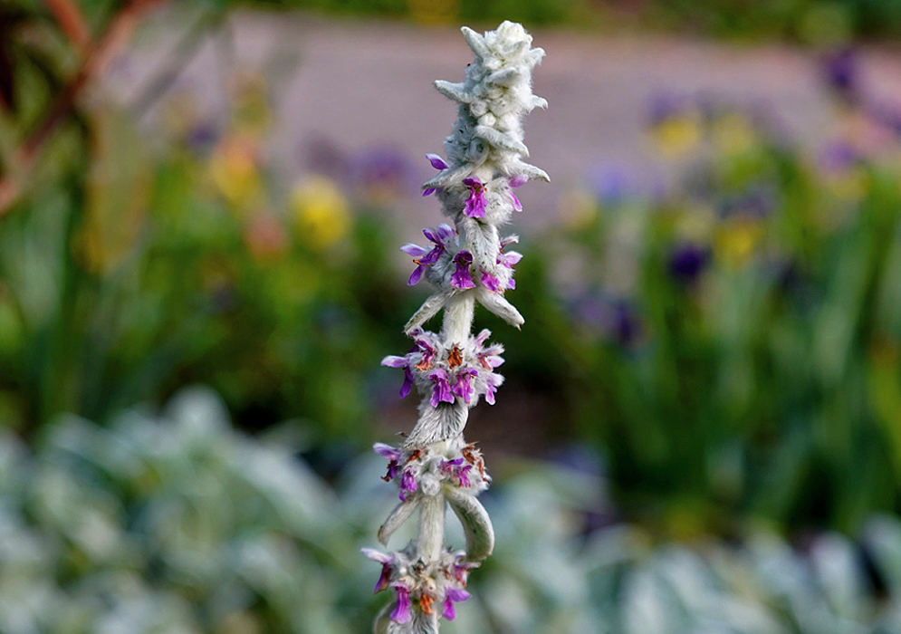 An erect silver-white Stachys byzantina spike with purple flowers