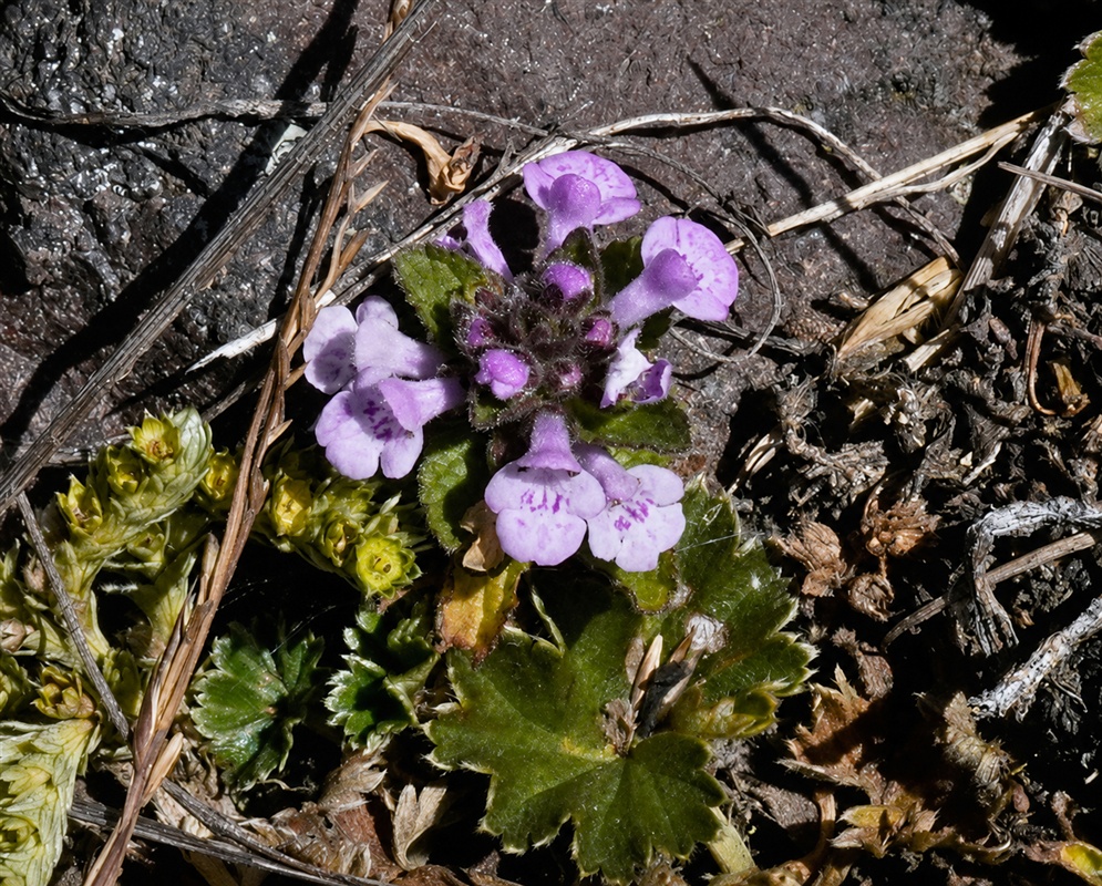 Stachys elliptica pale violet two-lipped flowers emerging from pointed hairy calyces