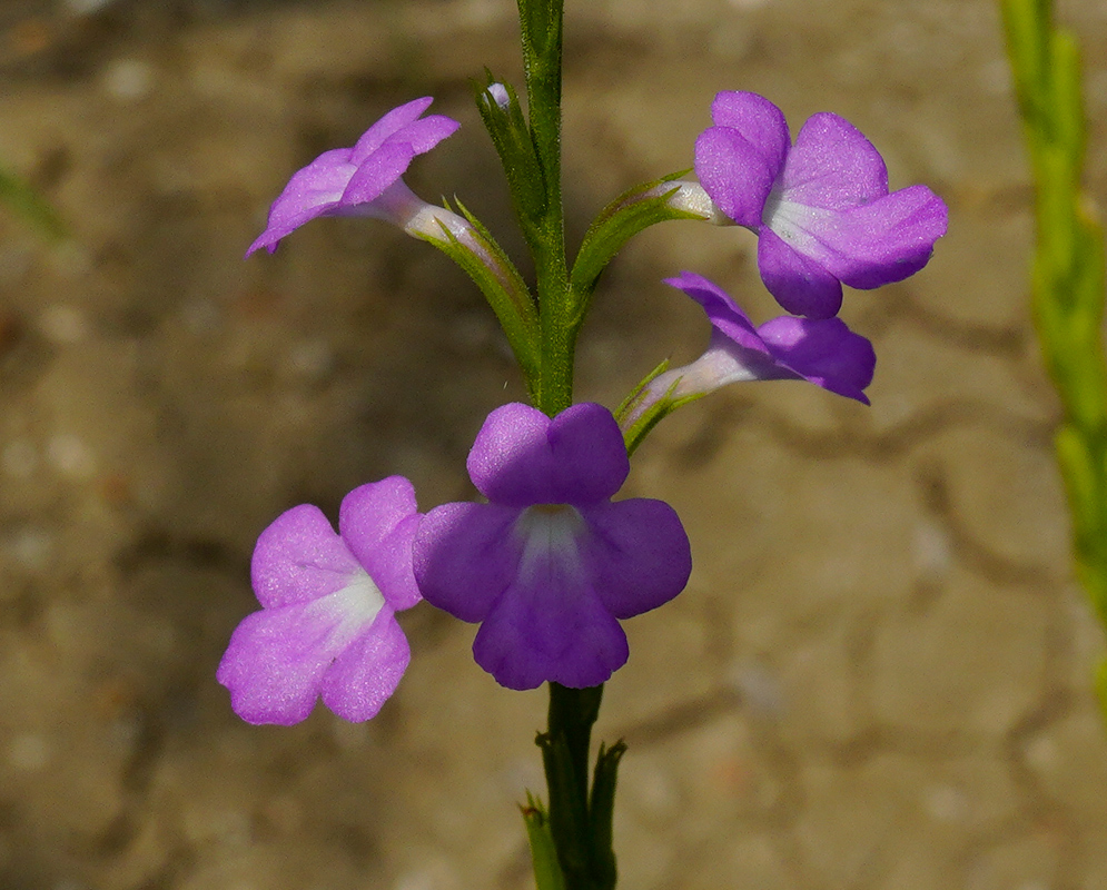Stachytarpheta cayennensis violet-blue tubular flowers opening along a slender upright spike
