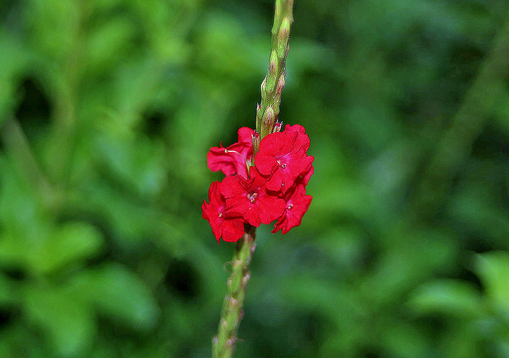 A spike of bright red Stachytarpheta mutabilis flowers in sunlight