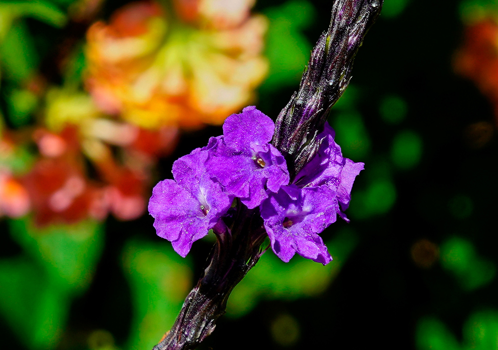 Bright purple Stachytarpheta cayennensis flowers in sunlight
