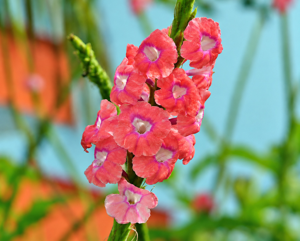 Stachytarpheta mutabilis Pink Flowers Stachytarpheta mutabilis inflorescence with pink and pink-orange flowers