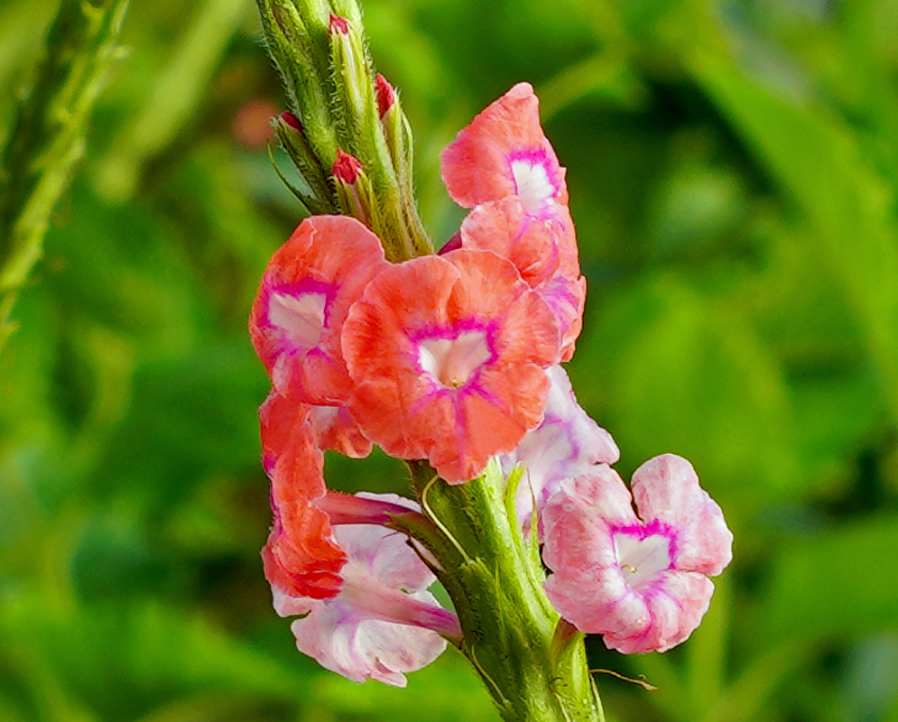 Stachytarpheta mutabilis inflorescence with pink and pink-orange flowers