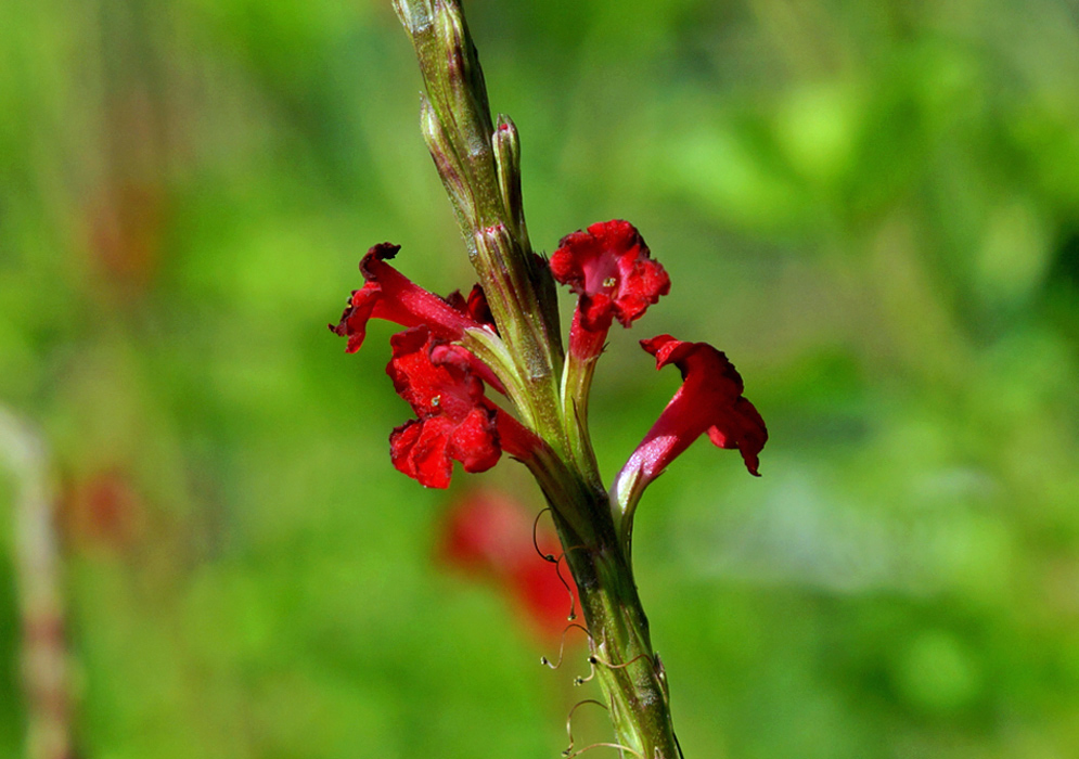 A spike of dark red Stachytarpheta mutabilis flowers 