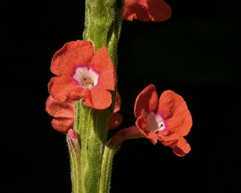 Stachytarpheta microphylla vivid red tubular flowers opening along a slender dark spike
