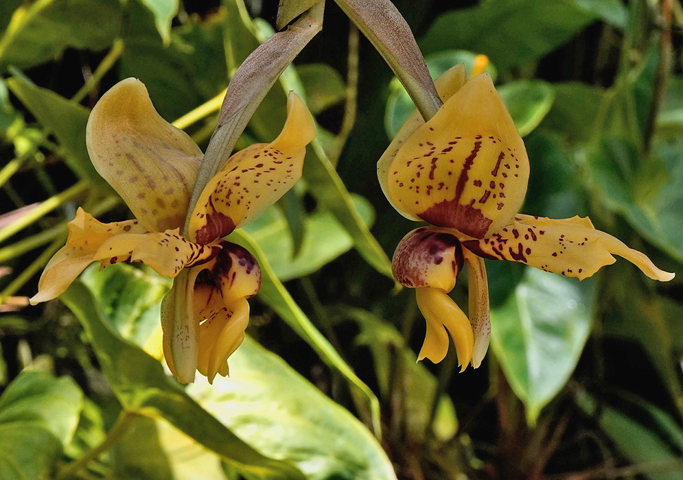 Stanhopea connata × Stanhopea tigrina waxy cream orchid flower with maroon markings