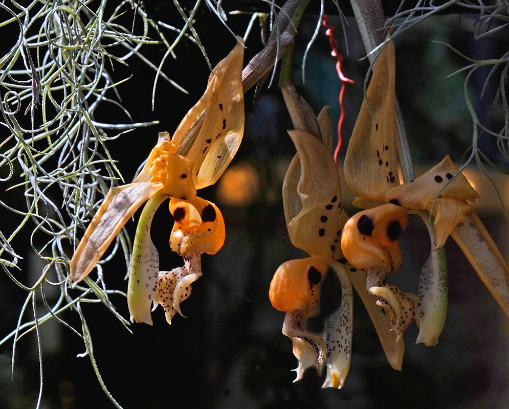 Stanhopea frymirei pendent orange-brown orchid flowers with dark spots and complex lips