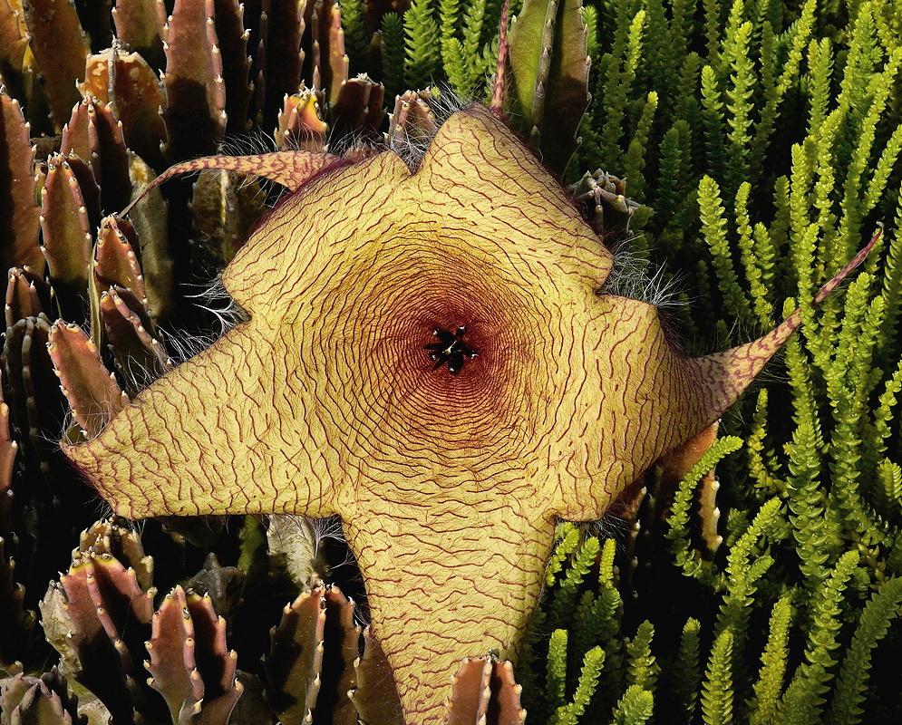Ceropegia gigantea enormous pale yellow star-shaped flower covered with fine maroon lines