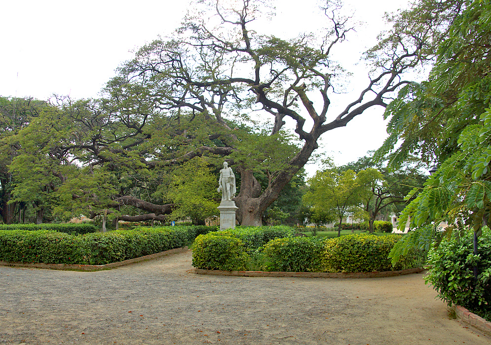 A statue of Simón Bolívar with a large tree in the background