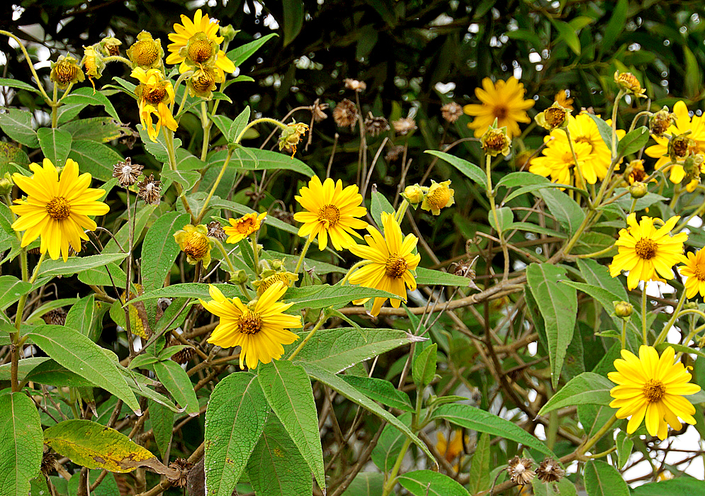 Steiractinia helianthoides yellow flowers