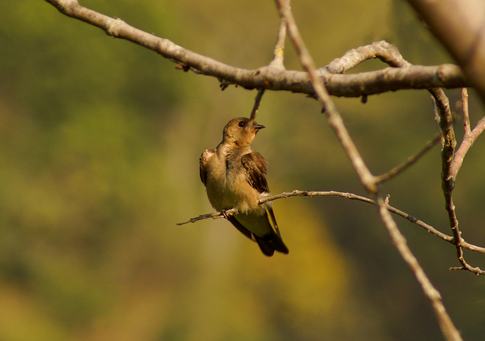Southern Rough-winged Swallow on a tree branch