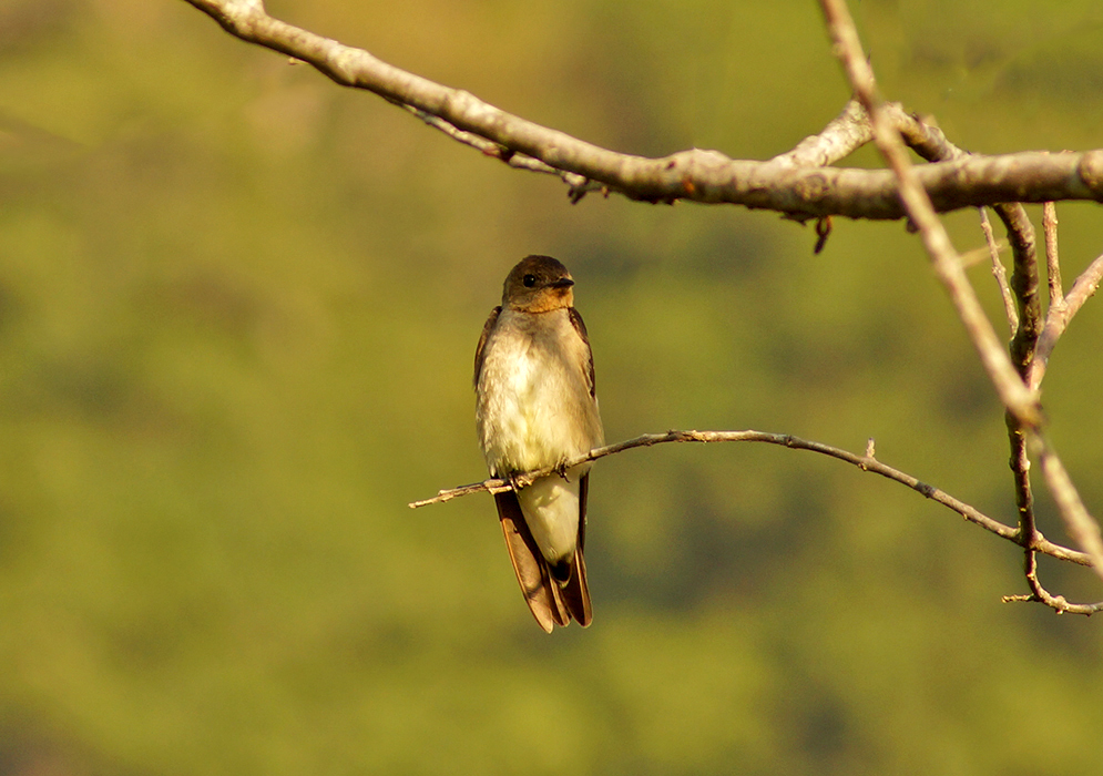 White-chested Southern Rough-winged Swallow on a tree branch