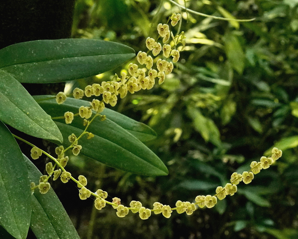 Stelis argentata arching spikes lined with tiny greenish yellow orchid flowers