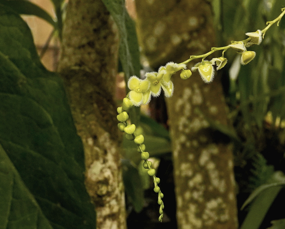 Stelis butcheri pendent spike bearing spaced tiny pale green-yellow orchid flowers