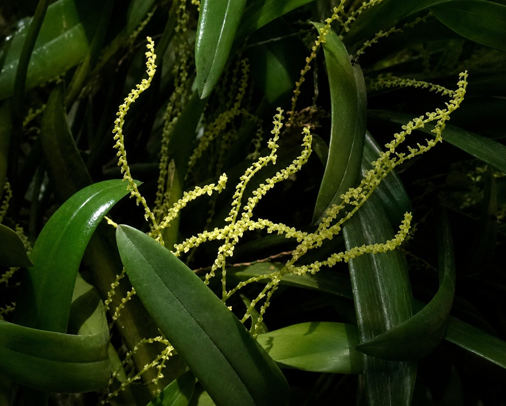 Stelis chamaestelis many threadlike spikes of minute yellow-green flowers among leathery leaves