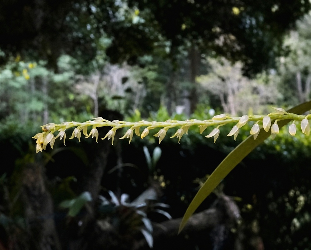 Stelis pulchella long arching spike lined with tiny pale triangular orchid flowers