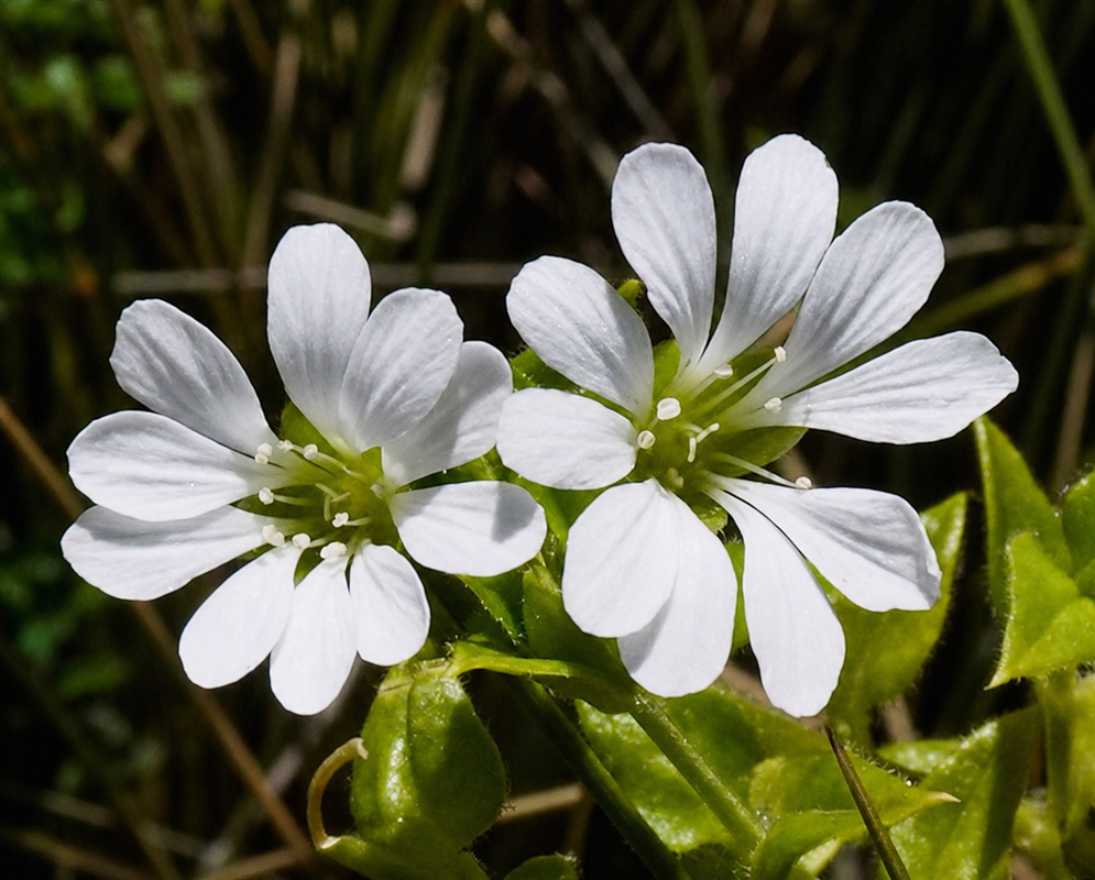 Stellaria recurvata delicate white flowers with five deeply divided petals around green centers