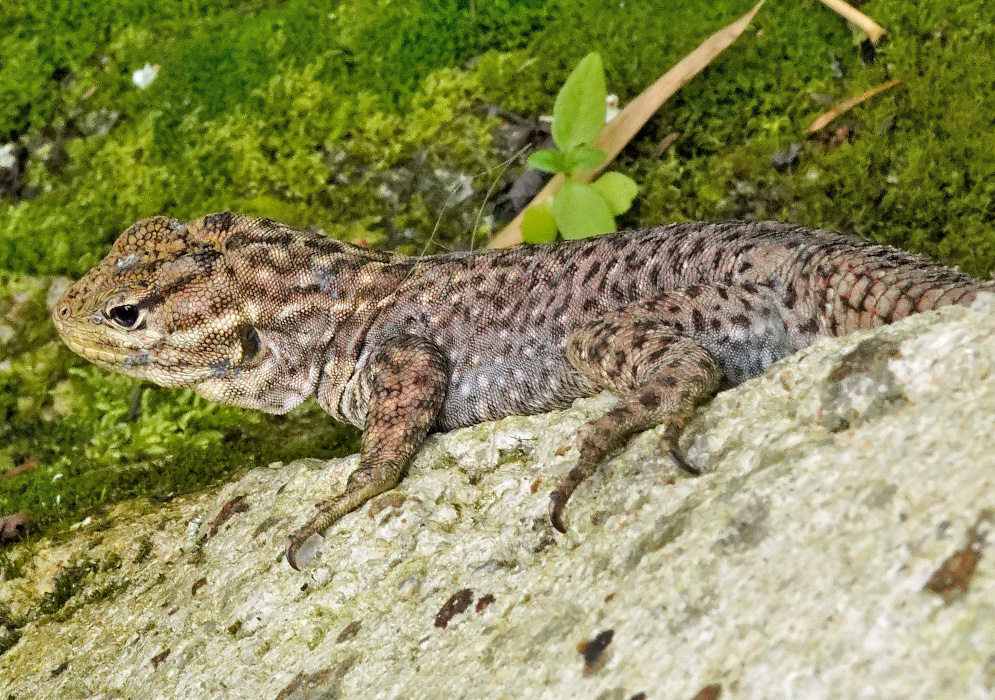 A patterned Stenocercus ochoai rests flat against pale rock and moss with its long tail extended