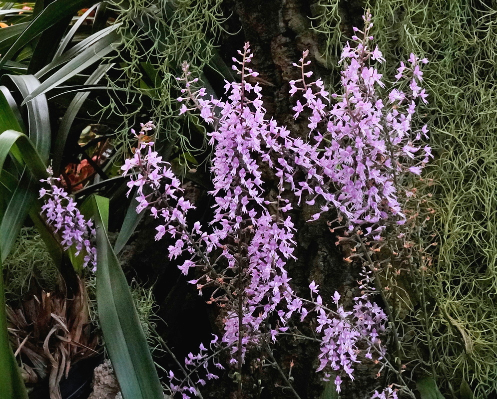 Stenoglottis longifolia branched sprays of small pink-lavender orchid flowers above narrow leaves