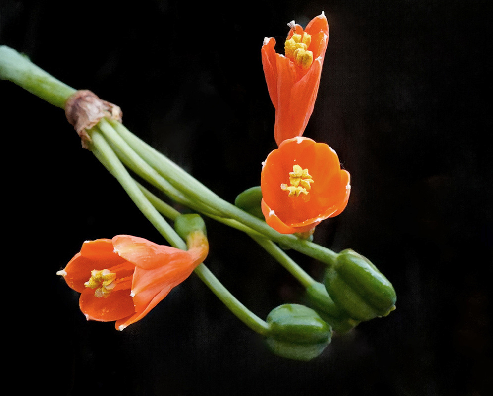 Stenomesson aurantiacum vivid orange tubular flowers opening from a green umbel stalk