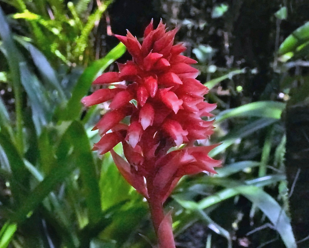 Stenorrhynchos speciosum dense upright spike of red tubular orchid flowers and pointed bracts
