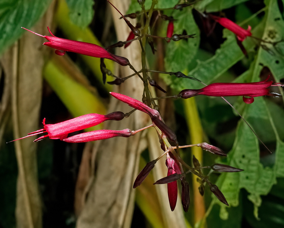 Stenostephanus haematodes long dark red tubular flowers with projecting pale stamens
