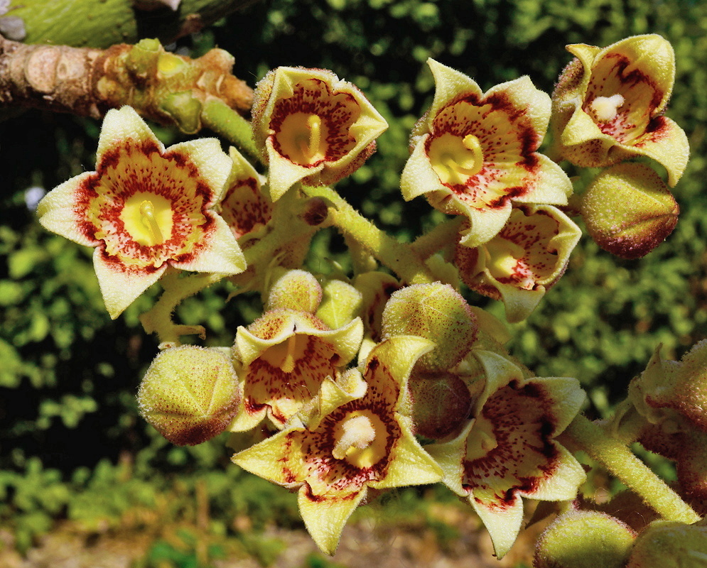 Sterculia apetala cluster of pale yellow-green petal-less flowers marked dark red inside
