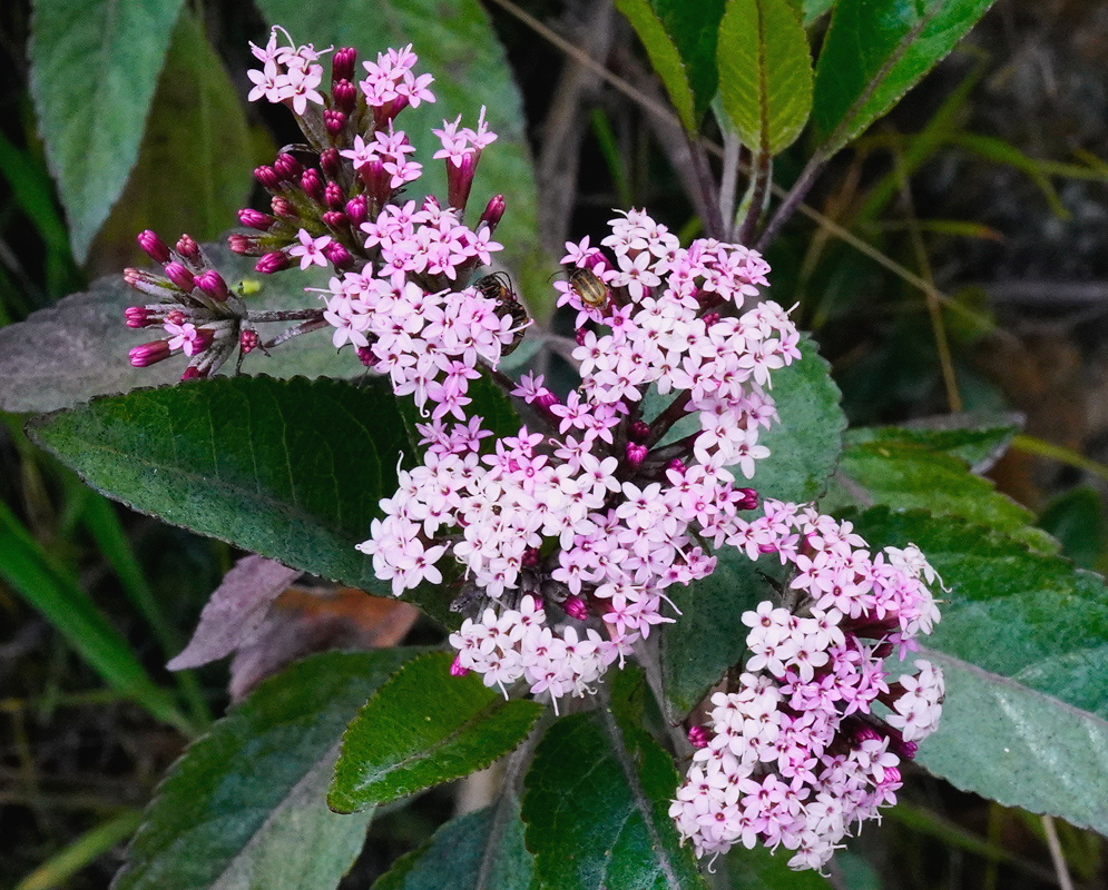 Stevia lucida broad cluster of many small pale pink flower heads above toothed leaves