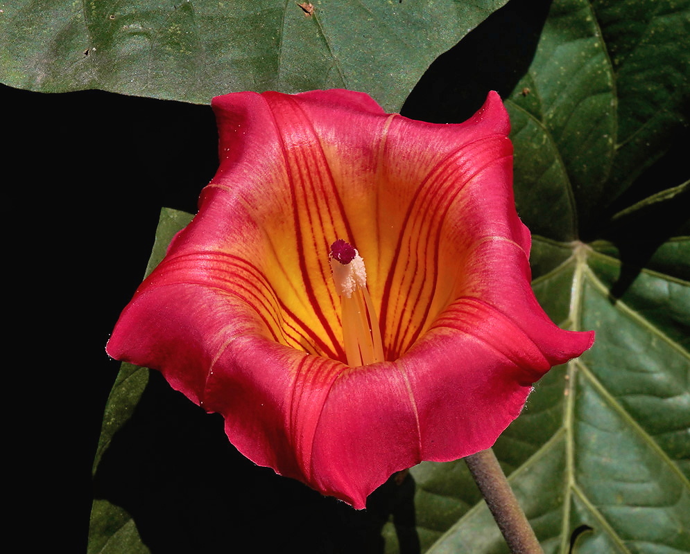 Stictocardia beraviensis flower