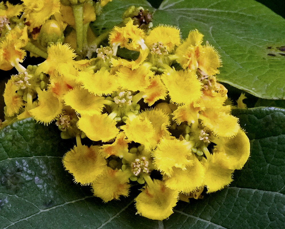 Stigmaphyllon bogotense cluster of bright yellow flowers with finely fringed petals