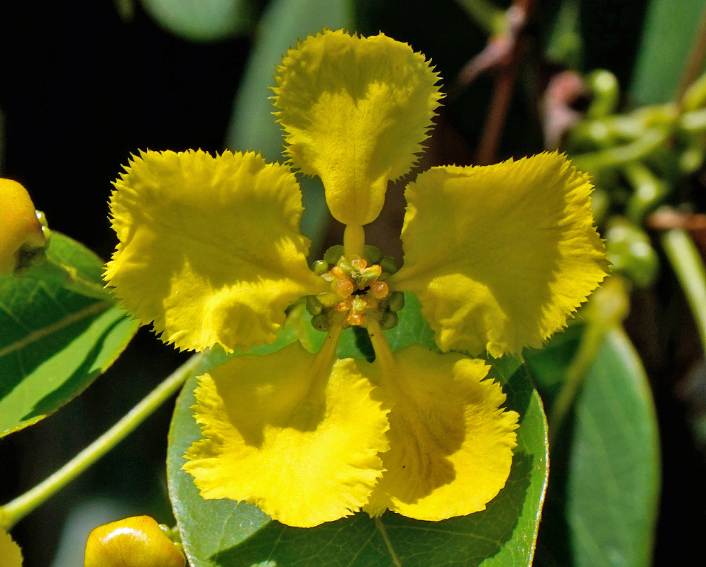 Single Stigmaphyllon ciliatum flower with five golden fringed petals radiating around a green central ovary, framed by broad leaflets