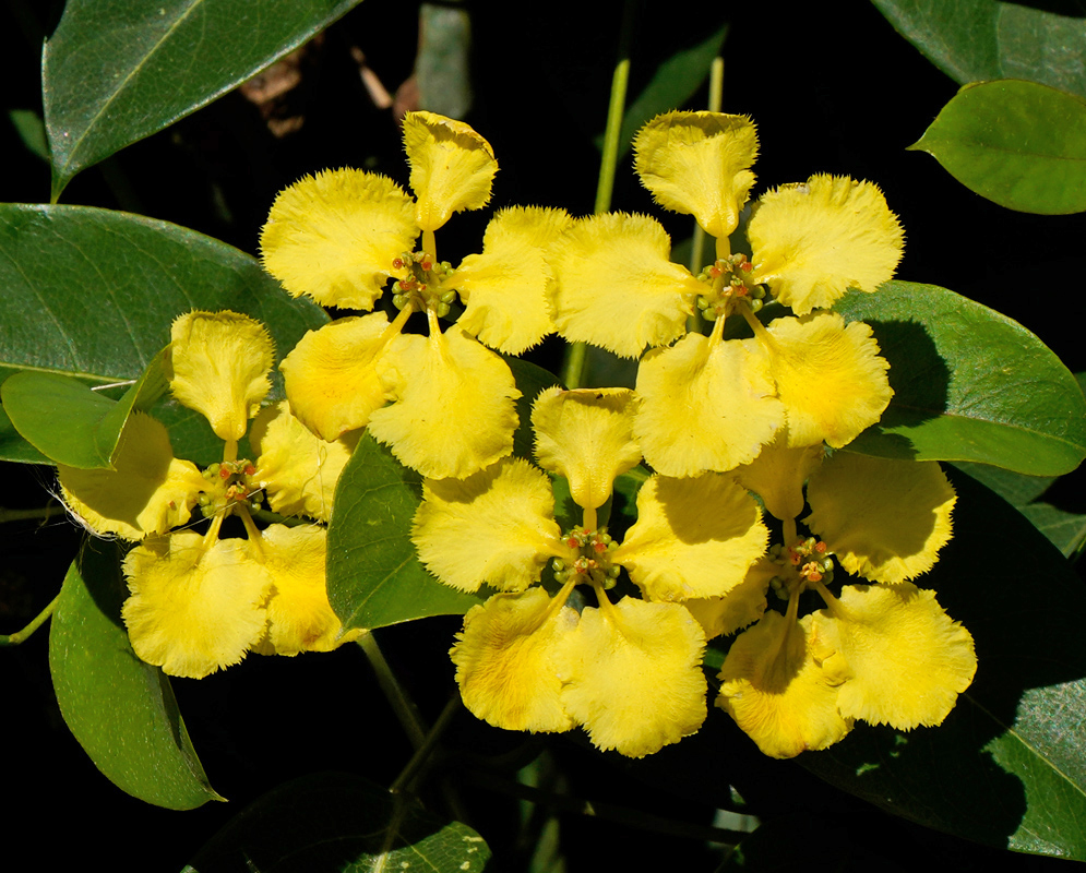 A cluster of bright yellow Stigmaphyllon ciliatum flowers with fringed petals blooming against dark green compound leaves