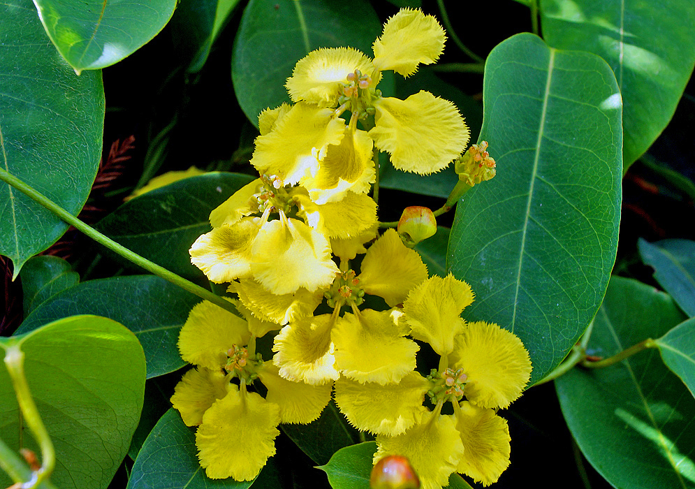 A cluster of bright yellow Stigmaphyllon ciliatum flowers with frilly flower petals.