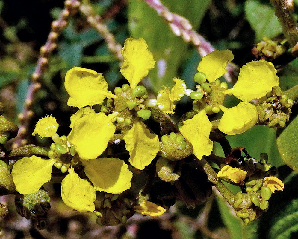 Stigmaphyllon dichotomum bright yellow flower with rounded unequal petals and green buds