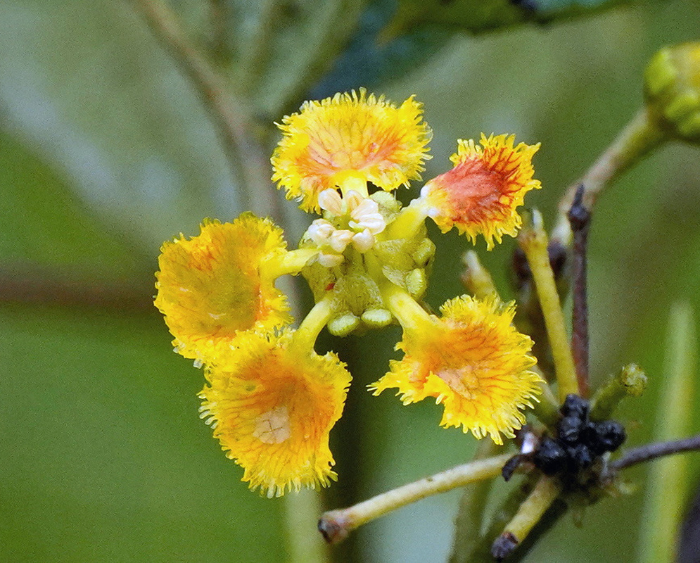 Stigmaphyllon echitoides yellow flowers with fringed petals and reddish centers