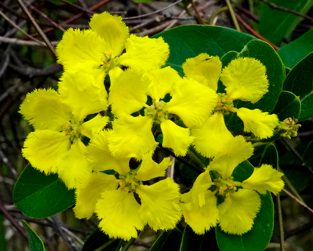 Stigmaphyllon ellipticum Flower Cluster With Leaves A compact cluster of Stigmaphyllon ellipticum flowers displaying vivid yellow petals and fringed margins, surrounded by glossy elliptical leaves