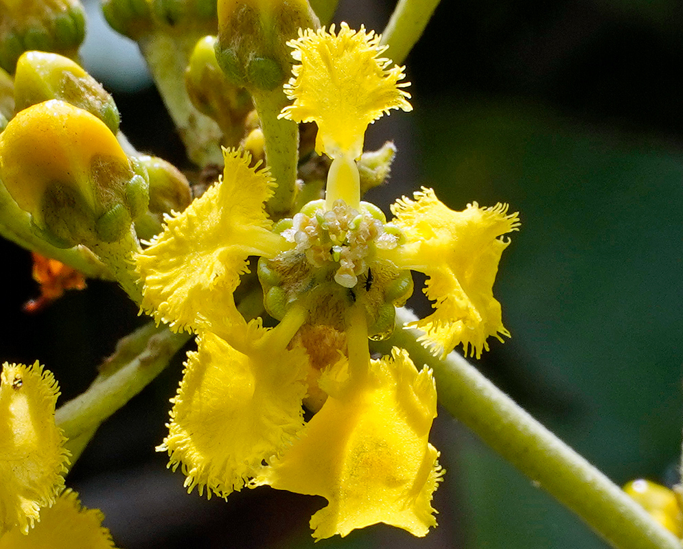  Close-up of a vibrant yellow Stigmaphyllon ellipticum flower, displaying fringed petals and central cluster of small buds