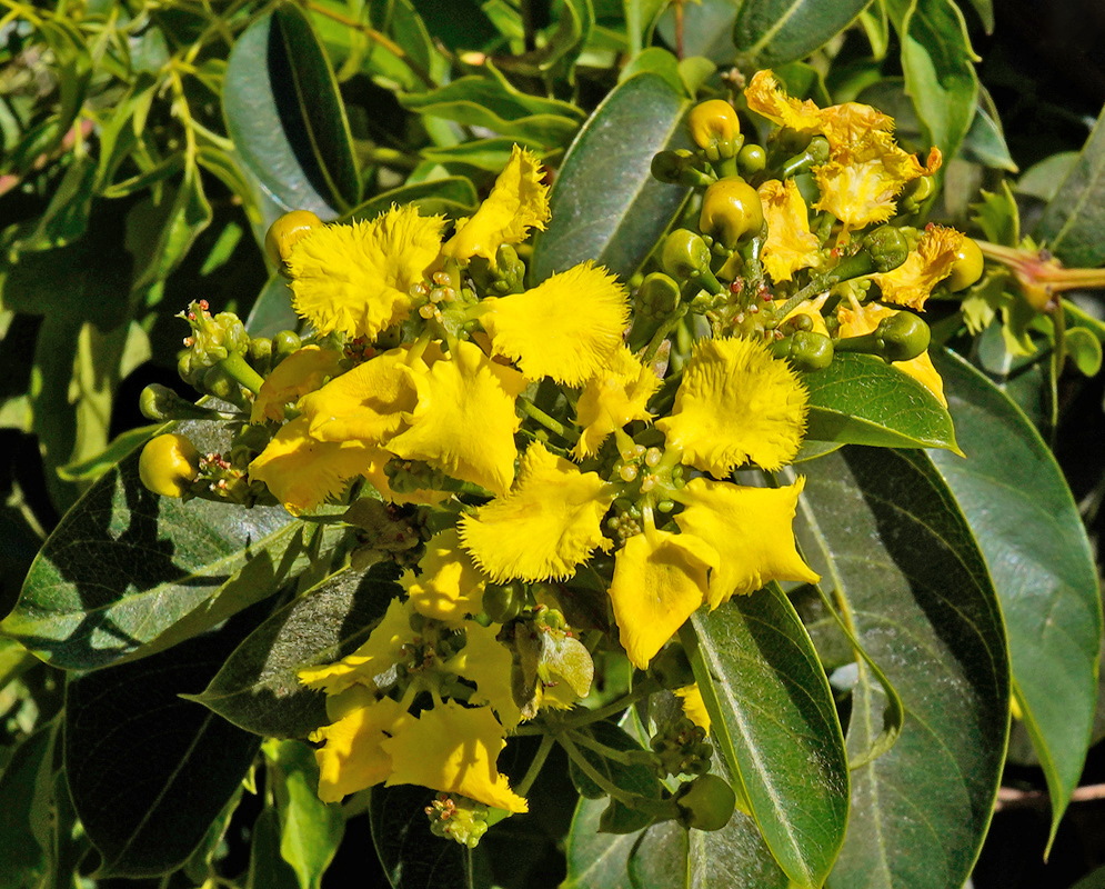 Bright yellow Stigmaphyllon ellipticum flowers in sun